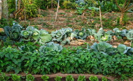 Moestuin met allerlei groenten erin.