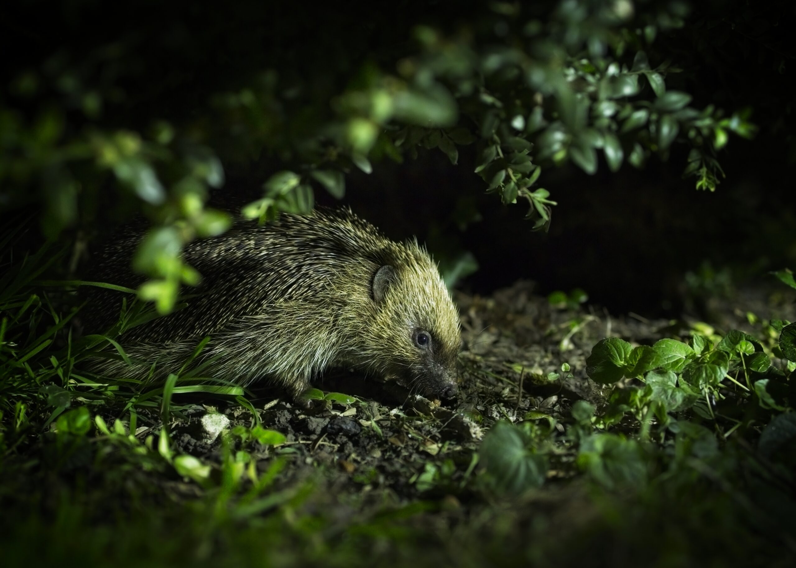 Hedgehog in garden at night