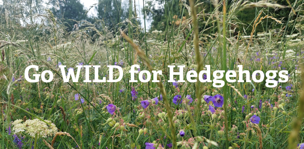 Go WILD for Hedgehogs graphic