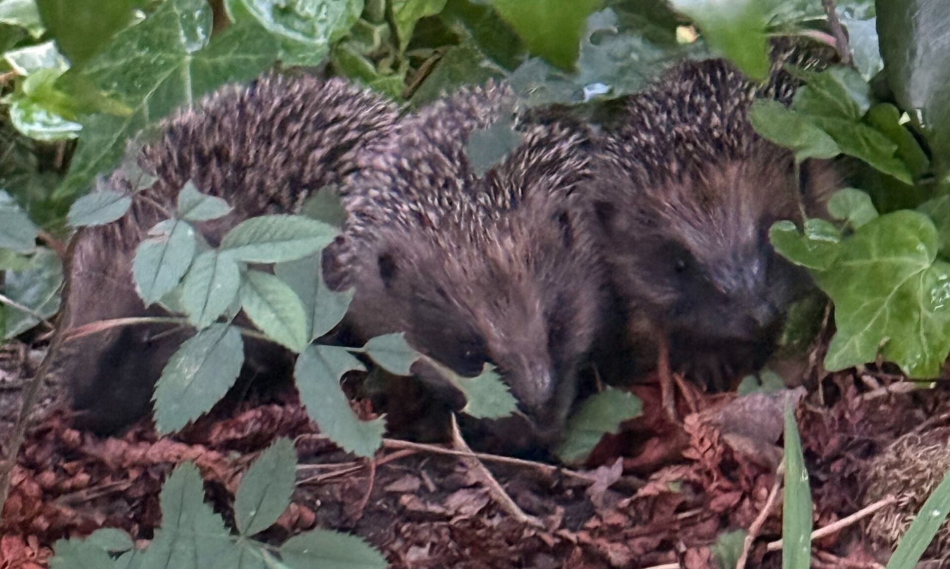 Three hoglets in garden at dusk