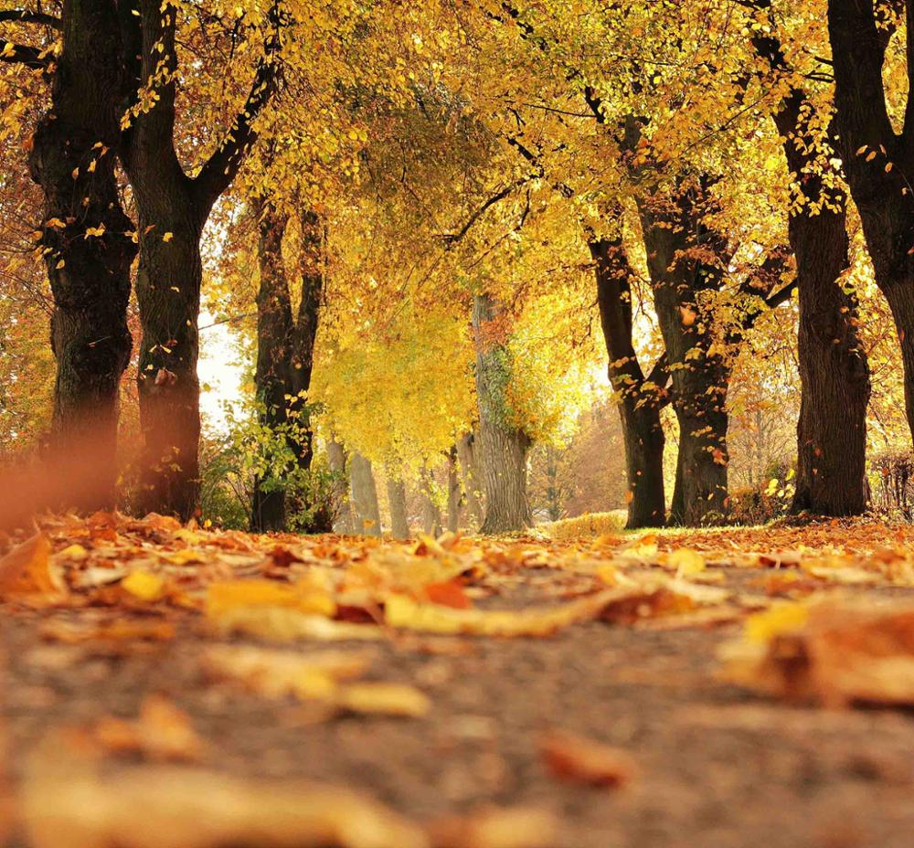 herfst_33_blok0.jpg