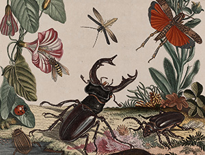Frontispice De Natuurlyke Historie der Insekten van A.J. Roesel van Rosenhof 