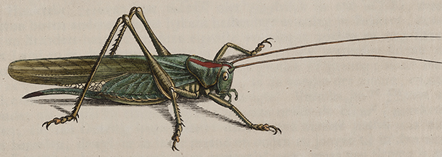 Sprinkhaan uit A.J. Rösel von Rosenhof e.a., De natuurlyke historie der insecten, Te Haarlem en Amsterdam : By C.H. Bohn en H. de Wit, [1783]