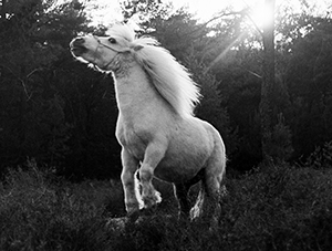 Wit paard, 2023. Wiesje Peels © | De Mix Nederland ‘Aarde’, stichting Beeldmix