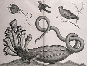 Hydra in: A. Seba e.a., Locupletissimi rerum naturalium thesauri accurata descriptio [...] collegit (vindplaats: KOD 037 A 01)