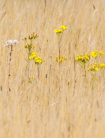 Omgevingsmanager Marlou vertelt over Europese Natura 2000 dag