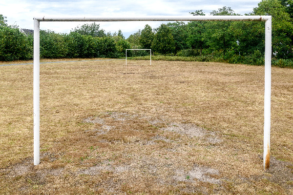 Geel gras (uitgedroogd)