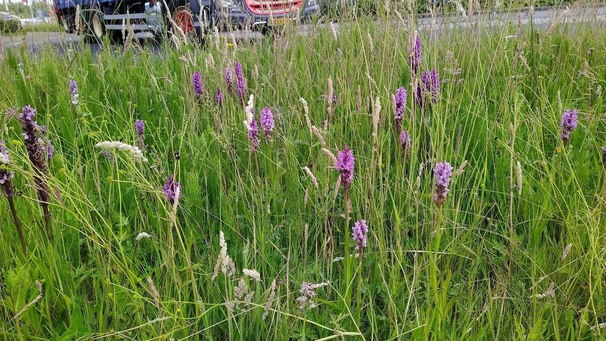 Foto natuurvriendelijk maaien Fred Roovers