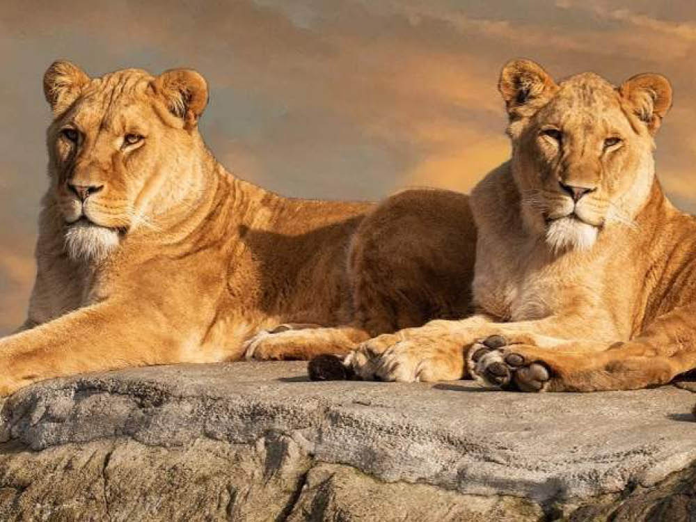 wildlands_1000x750_px.jpg