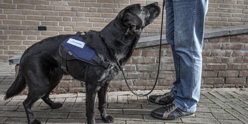 Assistentiehond met persoon op straat