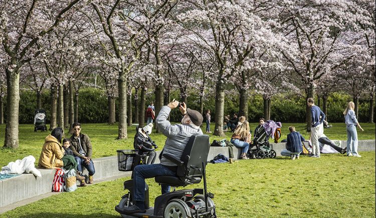 Park met Japanse bloesem en diverse mensen