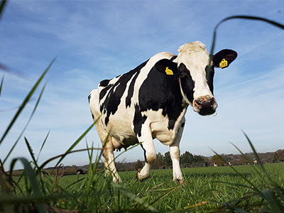 Wandeling Strijkbeekse heide