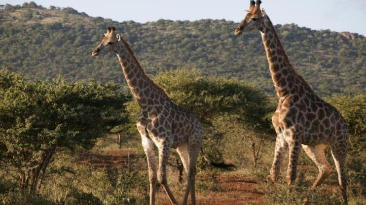 Zuid-Afrika: Wildparken en Wijnlanden
