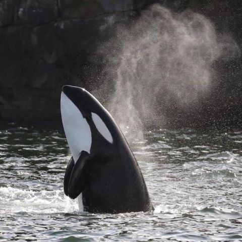 West-Canada Wildlife Adventure