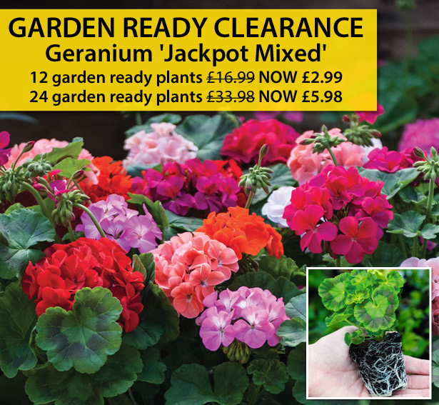 Garden Ready Clearance