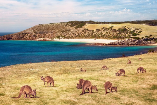 australi____2_.jpg