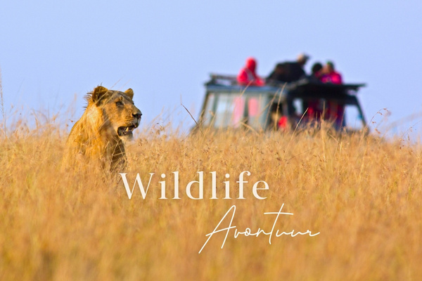 intro_safarireizen0.jpg