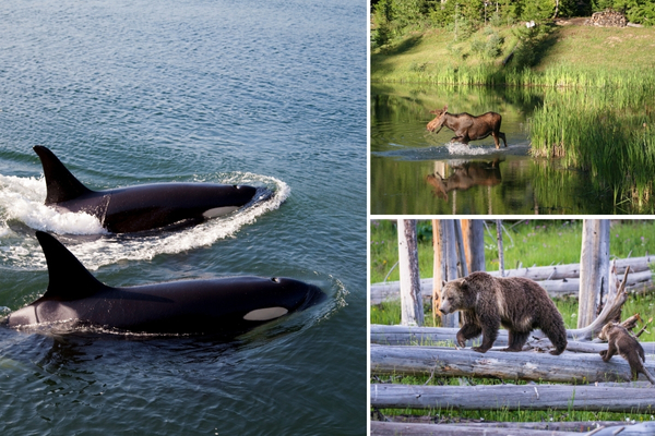 canada_wildlife.jpg