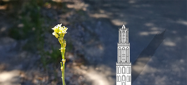 Torenkruid icoonsoort van provincie Utrecht