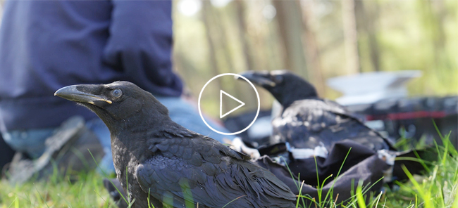 Natuurweetje: raven ringen