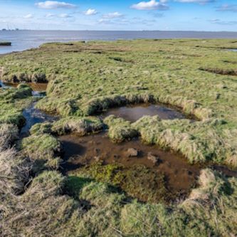 Poelen op kwelder aan de Eems