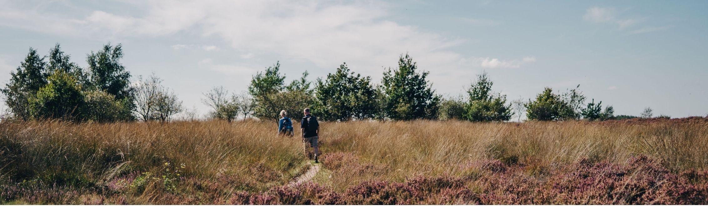 wandelaars in Noord-Drenthe op de hei