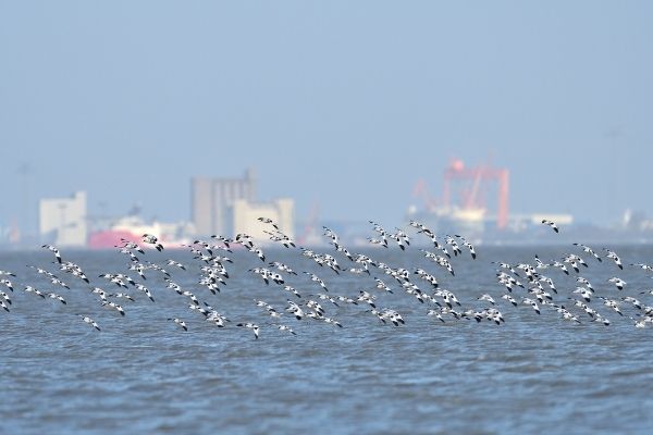Kinderen kijken vogels in Polder Breebaart