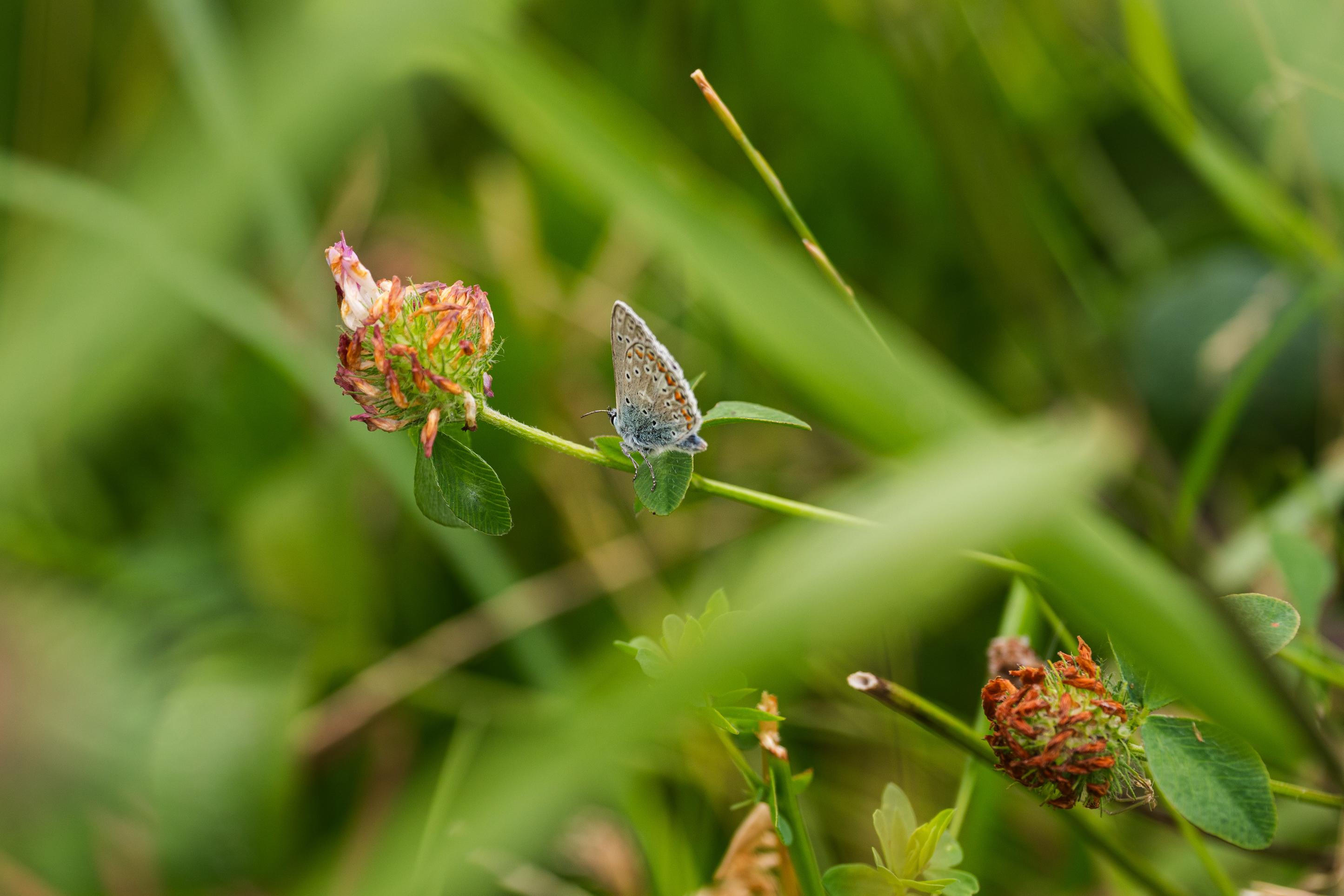 Steeds meer dieren vinden hun plek