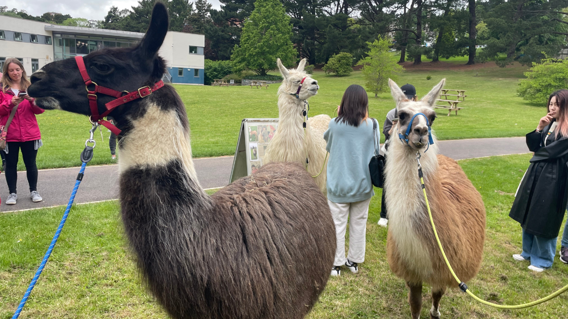 Llamas on Streatham campus