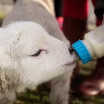 Lambing Experiences Leicestershire