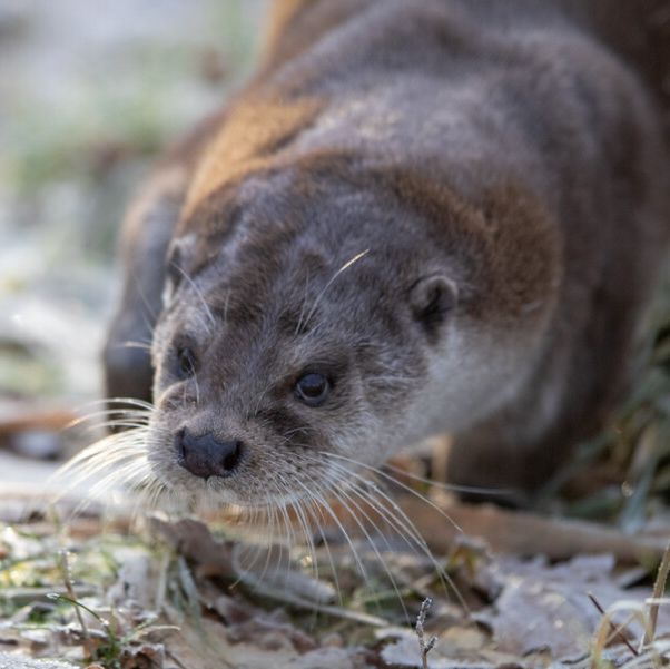 Otter op de Horte