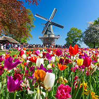 Delightful Holland and Dutch Bulbfields Cruise