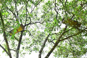 Monmouth Bee Festival