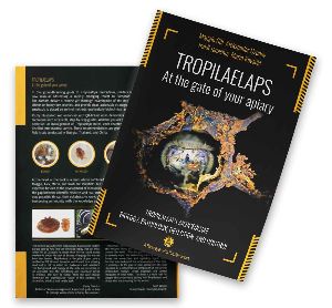 Tropilaelaps