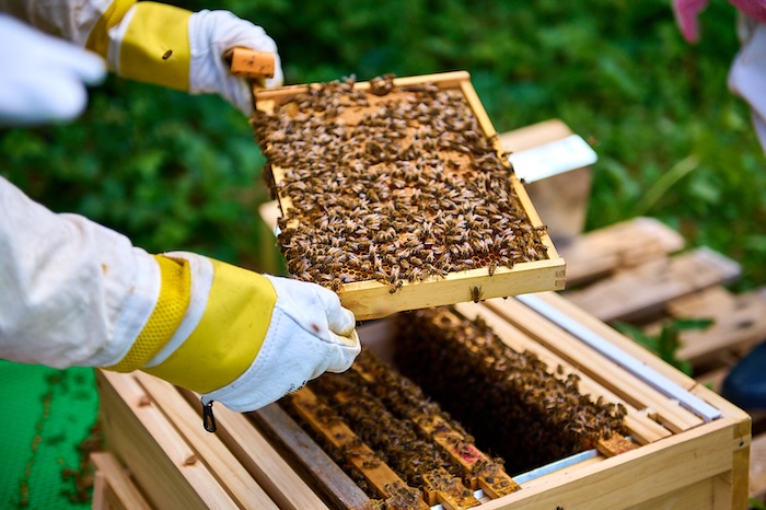 Apiary Bee Experience