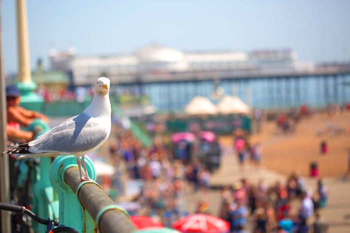 seagull on Brighton beach
